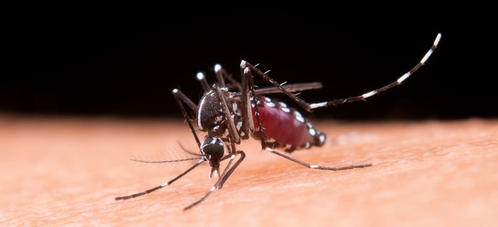 Repelente reduz risco de contrair e espalhar a dengue